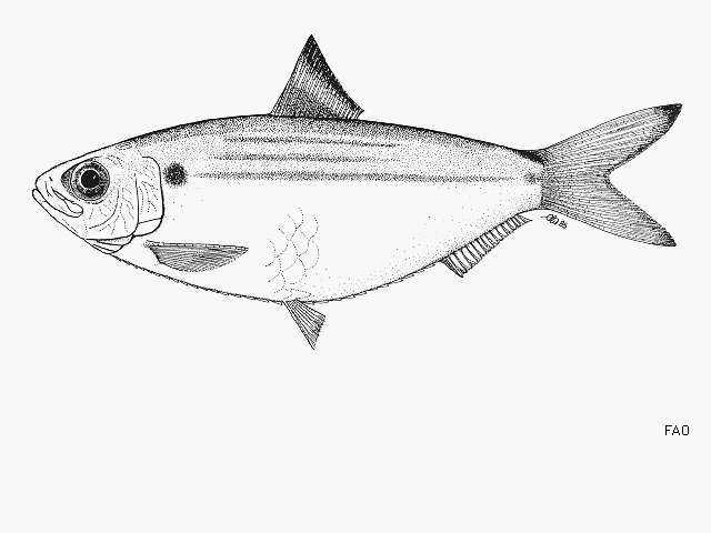 Image de Herklotsichthys castelnaui (Ogilby 1897)