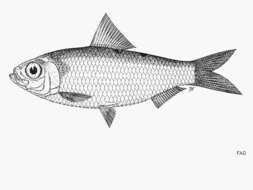 Image de Herklotsichthys dispilonotus (Bleeker 1852)