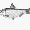 Image of Black-spot herring