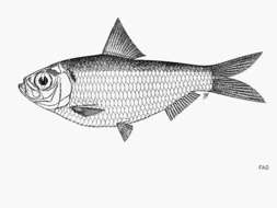 Image of Black-spot herring