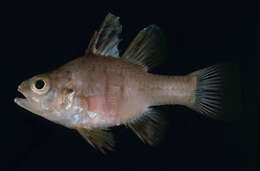 Image of Gentle cardinalfish