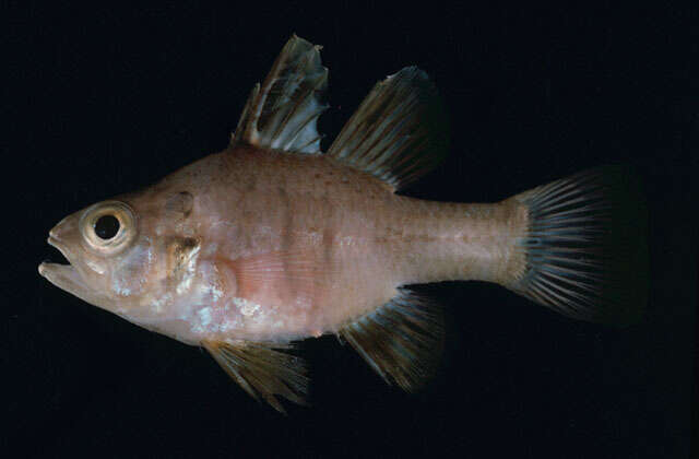 Image of Gentle cardinalfish