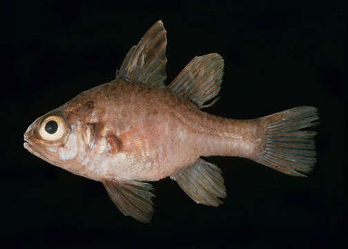 Image of Gentle cardinalfish