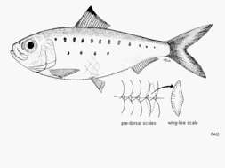 Image de Herklotsichthys koningsbergeri (Weber & de Beaufort 1912)