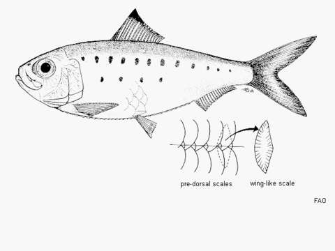 Image de Herklotsichthys koningsbergeri (Weber & de Beaufort 1912)