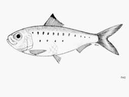 Image of Koningsberger&#39;s herring