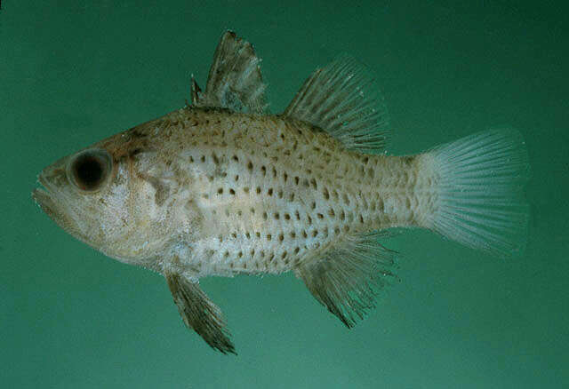 Image of Orange cardinalfish