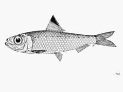 Image de Herklotsichthys lossei Wongratana 1983