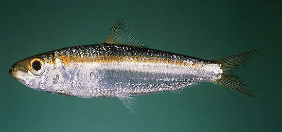 Image of Gulf herring