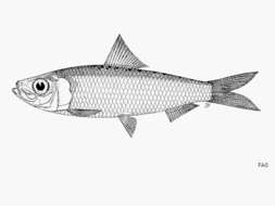 Image of Spotback herring