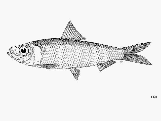 Image of Spotback herring