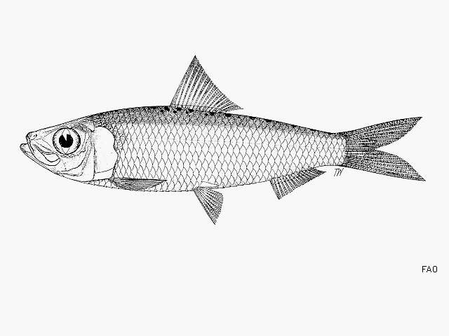 Plancia ëd Herklotsichthys punctatus (Rüppell 1837)