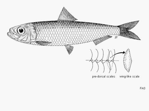 Imagem de Herklotsichthys quadrimaculatus (Rüppell 1837)