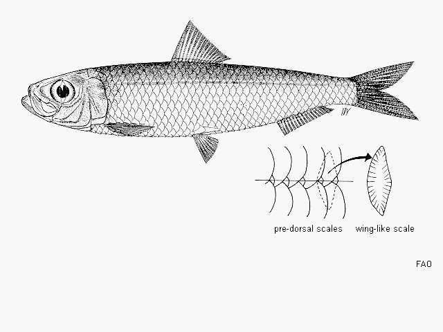 Image of Blueline herring