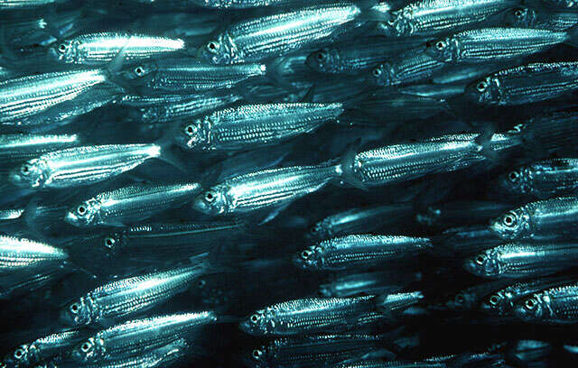 Image of Blueline herring