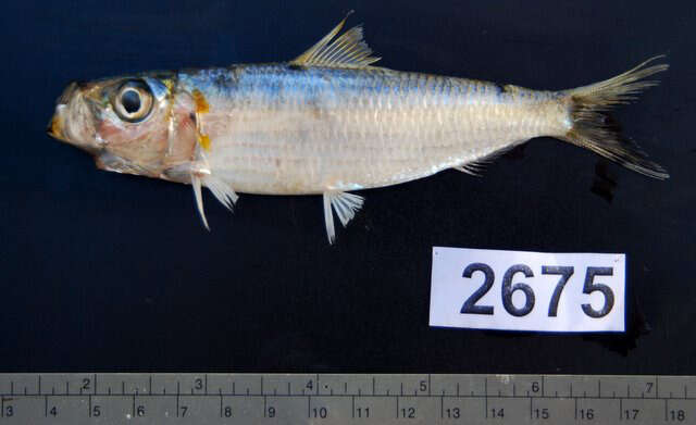 Image of Blueline herring