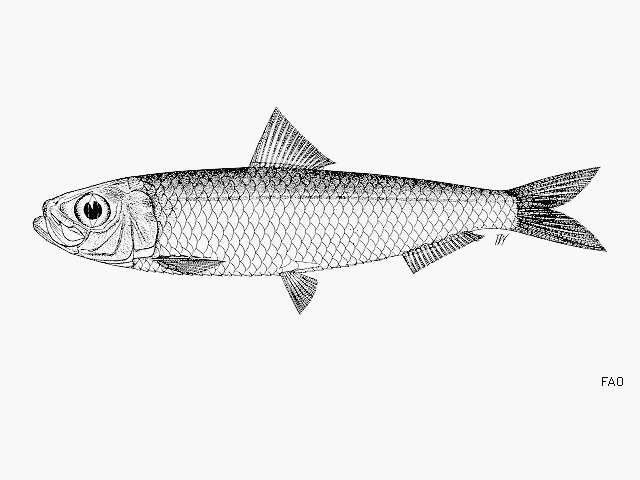 Image of Blueline herring