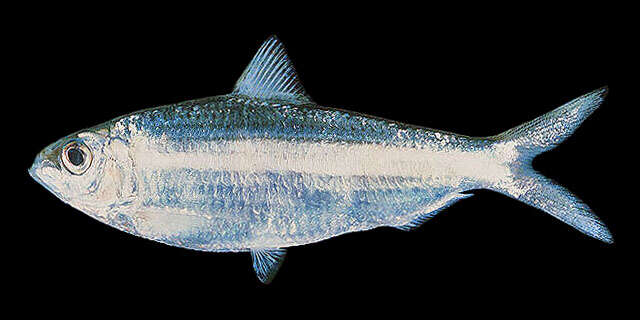 Image of Blueline herring