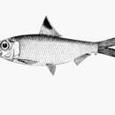 Imagem de Herklotsichthys spilura (Guichenot 1863)