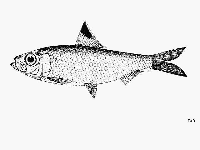 Imagem de Herklotsichthys spilura (Guichenot 1863)