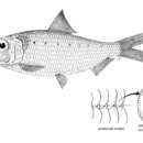 Image of Australian spotted herring