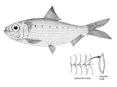 Plancia ëd Herklotsichthys lippa (Whitley 1931)