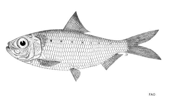 Plancia ëd Herklotsichthys lippa (Whitley 1931)