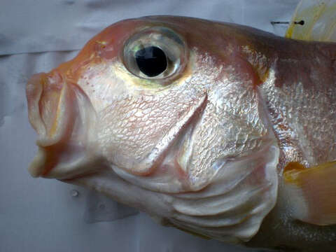 Image of Pink tilefish