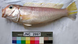 Image of Pink tilefish