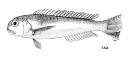 Image of Pink tilefish