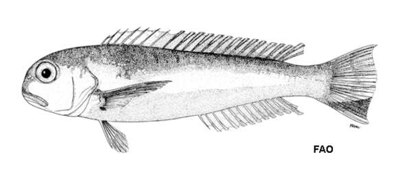 Image of Pink tilefish