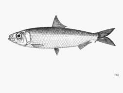 Image of Bleeker smoothbelly sardinella