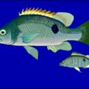 Image of Dusky snapper