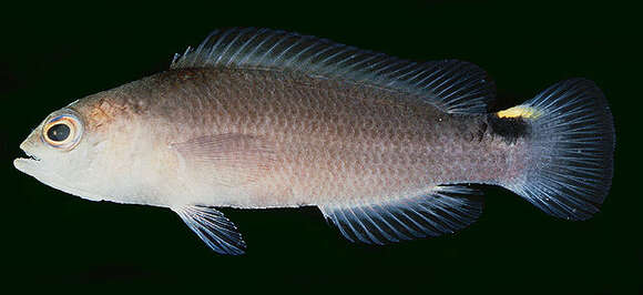 Image de Pseudochromis jamesi Schultz 1943