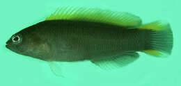 Image of Yellowfin dottyback