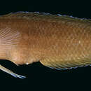 Image of Lord Howe Dottyback