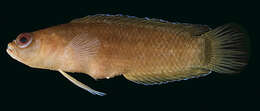 Image of Lord Howe Dottyback