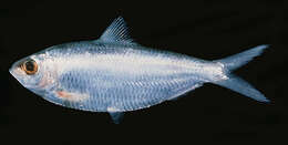 Image of Perforated-scale Sardine