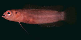 Image of Bearded dottyback