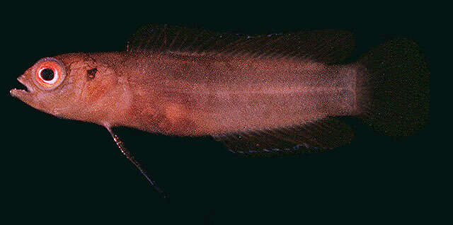 Image of Bearded dottyback