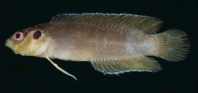 Image of Bearded dottyback