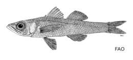 Image of Barracuda Cardinalfish