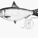 Sivun Sardinella brachysoma Bleeker 1852 kuva