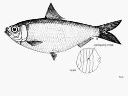 Sivun Sardinella brachysoma Bleeker 1852 kuva