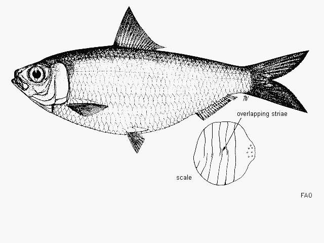 Sivun Sardinella brachysoma Bleeker 1852 kuva