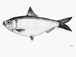 Imagem de Sardinella brachysoma Bleeker 1852