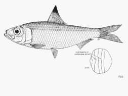 Image of Fiji herring