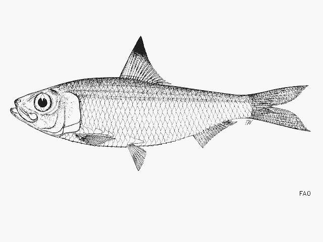 Imagem de Sardinella fijiense (Fowler & Bean 1923)