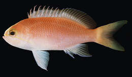 Image of Barrier Reef anthias