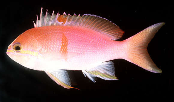 Image of Barrier Reef anthias